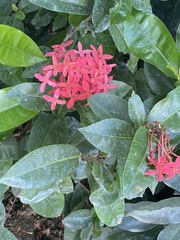 Ixora coccinea