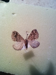 Pelurga comitata