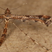 Beautiful Plume Moth - Photo (c) Donald Hobern, some rights reserved (CC BY)