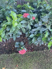 Ixora coccinea