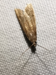 Eccopisa effractella