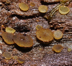 Ascobolus crenulatus