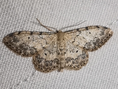 Idaea vesubiata