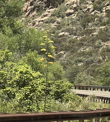 Agave chrysantha