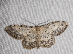 Idaea vesubiata