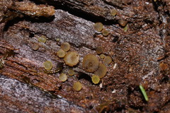 Ascobolus crenulatus