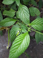 Heliotropium angiospermum