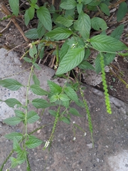 Heliotropium angiospermum