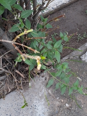 Heliotropium angiospermum