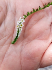 Heliotropium angiospermum