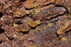 Ascobolus crenulatus