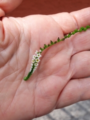 Heliotropium angiospermum