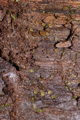 Ascobolus crenulatus