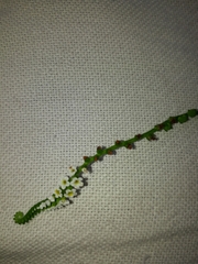 Heliotropium angiospermum