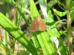 Argyrostrotis deleta