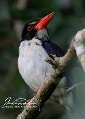 Glittering Kingfisher photo 2
