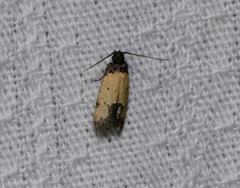 Tyrolimnas anthraconesa