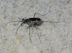 Ellipsoptera wapleri