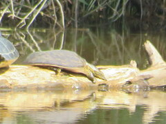 Apalone spinifera aspera