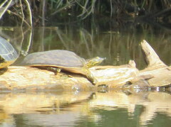 Apalone spinifera aspera