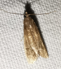 Eccopisa effractella