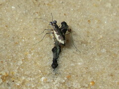 Ellipsoptera wapleri