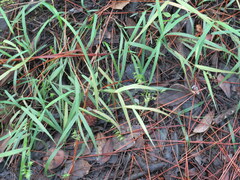 Chasmanthium ornithorhynchum