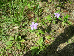 Ruellia ciliosa