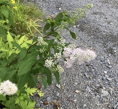 Spiraea alba