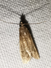 Eccopisa effractella