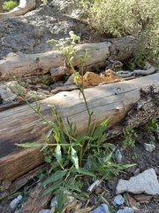 Angelica kingii