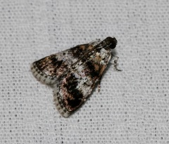Salma ridiculalis