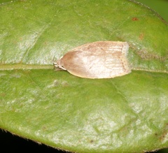 Scythropiodes