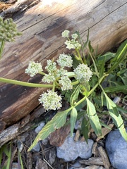 Angelica kingii