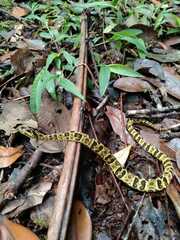 Bothrops punctatus