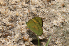 Colotis calais calais