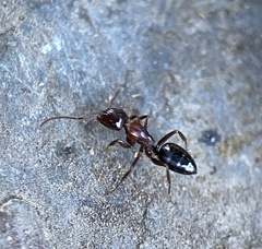 Camponotus hyatti