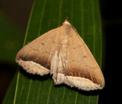 Simplicia mistacalis