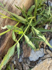 Angelica kingii