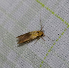 Stathmopoda auriferella