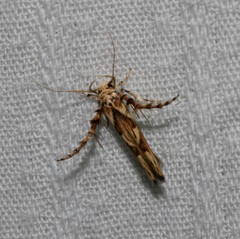 Stathmopoda stimulata