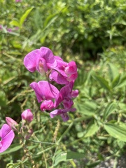 Lathyrus latifolius