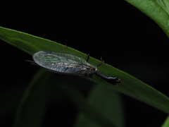 Phaeostigma