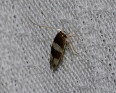 Stathmopoda paradiplaspis