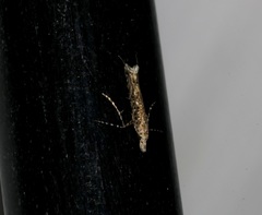 Stomphastis polygoni