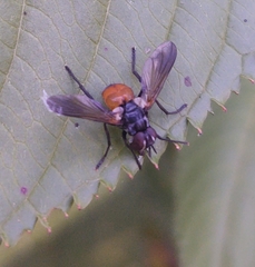 Hemyda obscuripennis