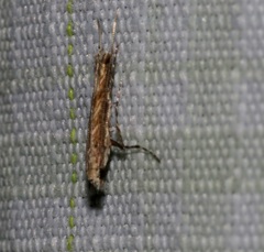 Stomphastis polygoni