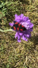 Zygaena viciae