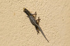 Lygodactylus picturatus