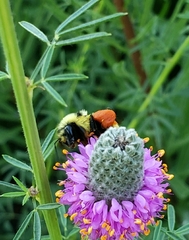 Bombus huntii